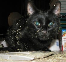 picture of Coco, a Domestic Short Hair black
