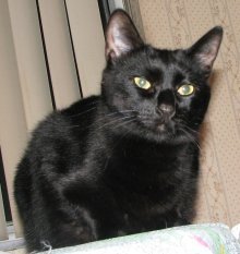 picture of #NS02711: Coco