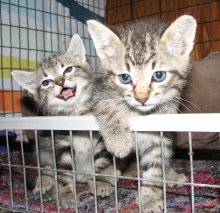 another picture of Pebbles, a Domestic Short Hair gray tabby
