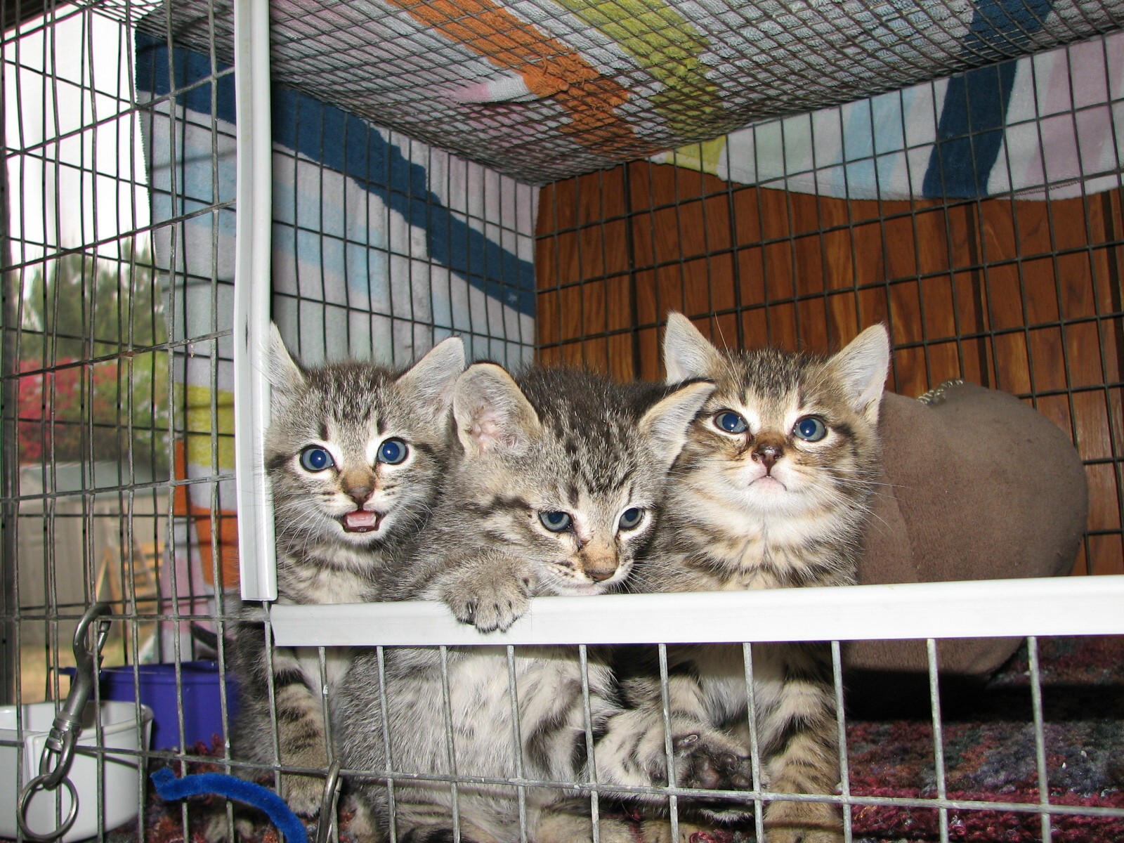 picture of Pebbles, a Domestic Short Hair gray tabby