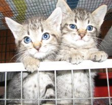 picture of Pebbles, a Domestic Short Hair gray tabby