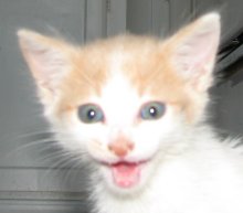 another picture of Charlie, a Domestic Short Hair white/orange