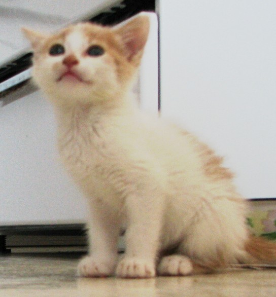 picture of Charlie, a Domestic Short Hair white/orange