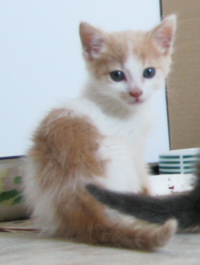 picture of Charlie, a Domestic Short Hair white/orange