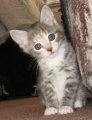 picture of Daisy, a Domestic Short Hair dilute calico