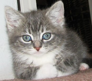 picture of Jake, a Domestic Medium Hair gray/white