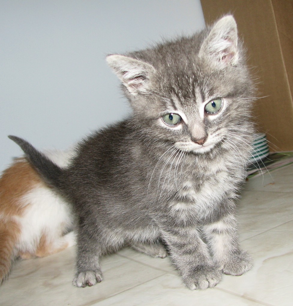 picture of Jerry, a Domestic Medium Hair gray