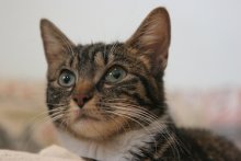 another picture of Abigail, a Domestic Short Hair tabby/white