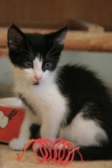 picture of Amos, a Domestic Medium Hair black/white