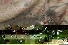 picture of Adam, a Domestic Medium Hair gray/white