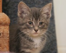 picture of April, a Domestic Medium Hair gray/white