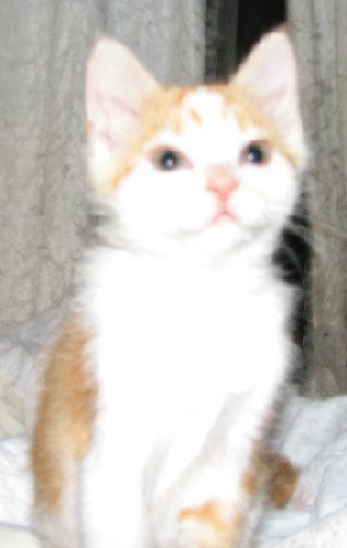 picture of Spidey, a Domestic Short Hair orange/white