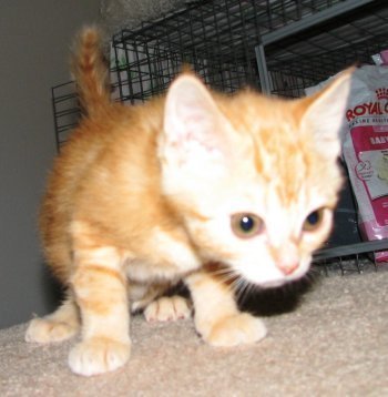 picture of Harley, a Domestic Short Hair orange
