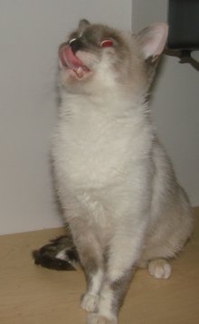 another picture of Marguerite, a Siamese-x lynxpoint