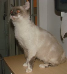 picture of Marguerite, a Siamese-x lynxpoint