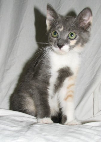 picture of Jessica, a Domestic Medium Hair dilute calico