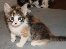 picture of Star, a Domestic Short Hair calico