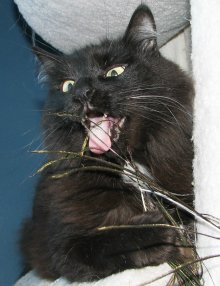 another picture of Mr. chapman, a Domestic Long Hair black