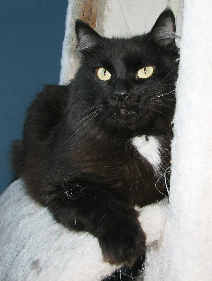 picture of Mr. chapman, a Domestic Long Hair black