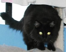 picture of Mr. chapman, a Domestic Long Hair black