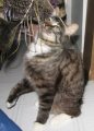 picture of Johnnie, a Domestic Medium Hair tabby/white