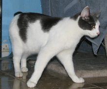 another picture of Steve, a Domestic Short Hair white/gray