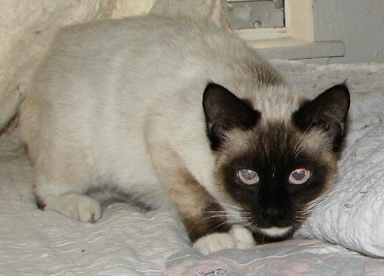 picture of Avati, a Siamese/Domestic Short Hair-x sealpoint