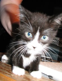 another picture of Felix, a Domestic Short Hair black/white