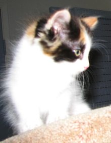 another picture of Molly, a Domestic Medium Hair calico