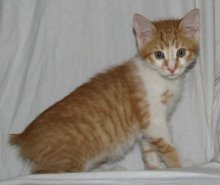 picture of Harold, a Manx-x orange/white