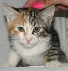 another picture of Amari, a Manx-x calico tabby