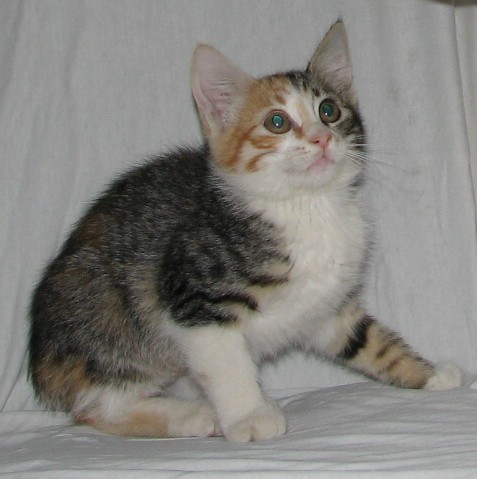 picture of Amari, a Manx-x calico tabby