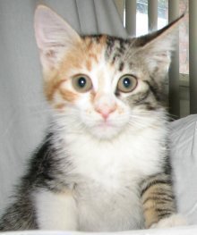 picture of Amari, a Manx-x calico tabby