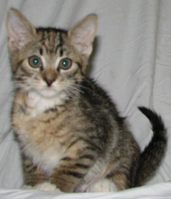 picture of Ava, a Domestic Short Hair gray tabby/white