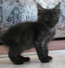another picture of Coal, a Domestic Medium Hair smoke