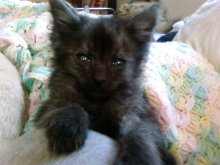 picture of Coal, a Domestic Medium Hair smoke