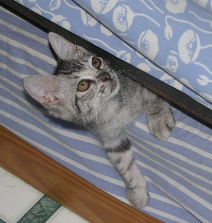 picture of Roscoe, a Domestic Short Hair gray tabby