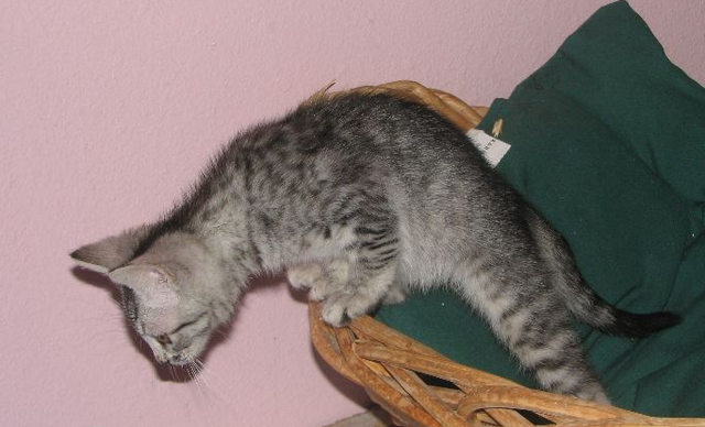 picture of Roscoe, a Domestic Short Hair gray tabby