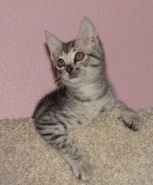 picture of Roscoe, a Domestic Short Hair gray tabby