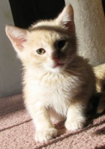 picture of Buffy, a Domestic Medium Hair buff