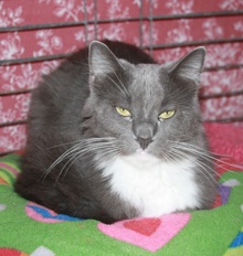 picture of Chip, a Domestic Medium Hair gray/white
