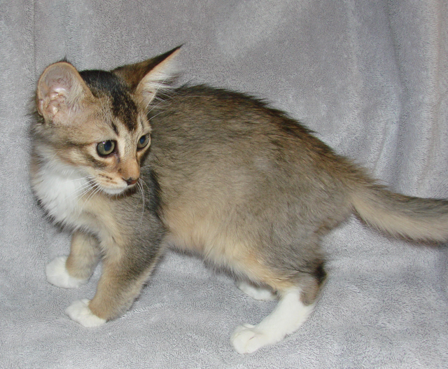 picture of Charlie, a Domestic Short Hair brown