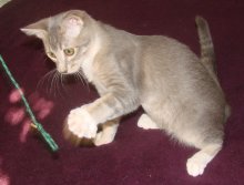 picture of Cody, a Domestic Short Hair gray