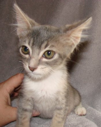 picture of , a Domestic Short Hair gray