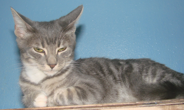 picture of Jose, a Domestic Short Hair gray tabby/white