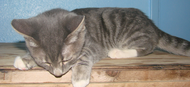 picture of Jose, a Domestic Short Hair gray tabby/white