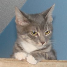 picture of Jose, a Domestic Short Hair gray tabby/white