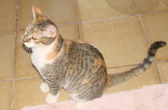 picture of Marta, a Domestic Short Hair calico tabby