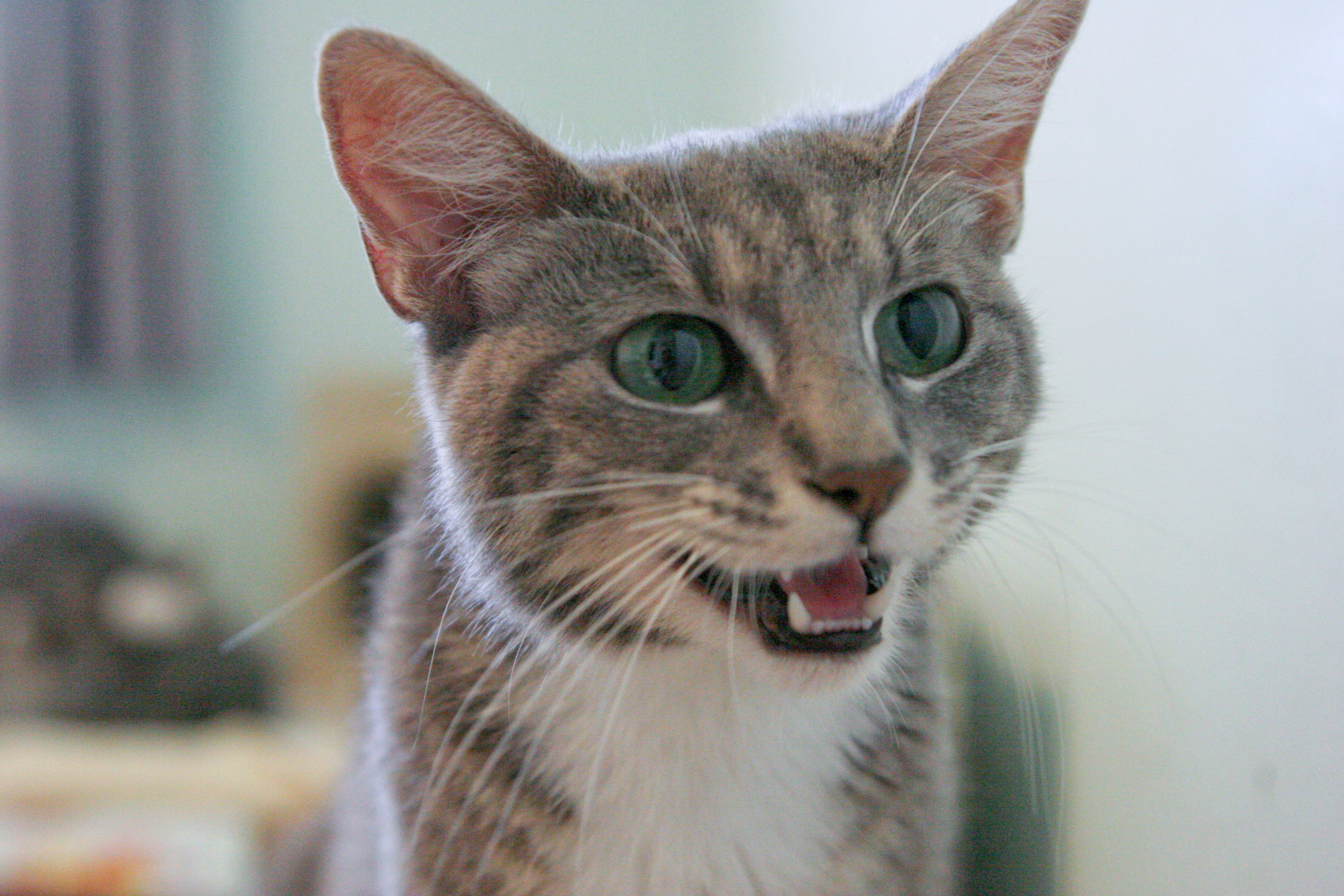 picture of Collette, a Domestic Short Hair gray classic tabby
