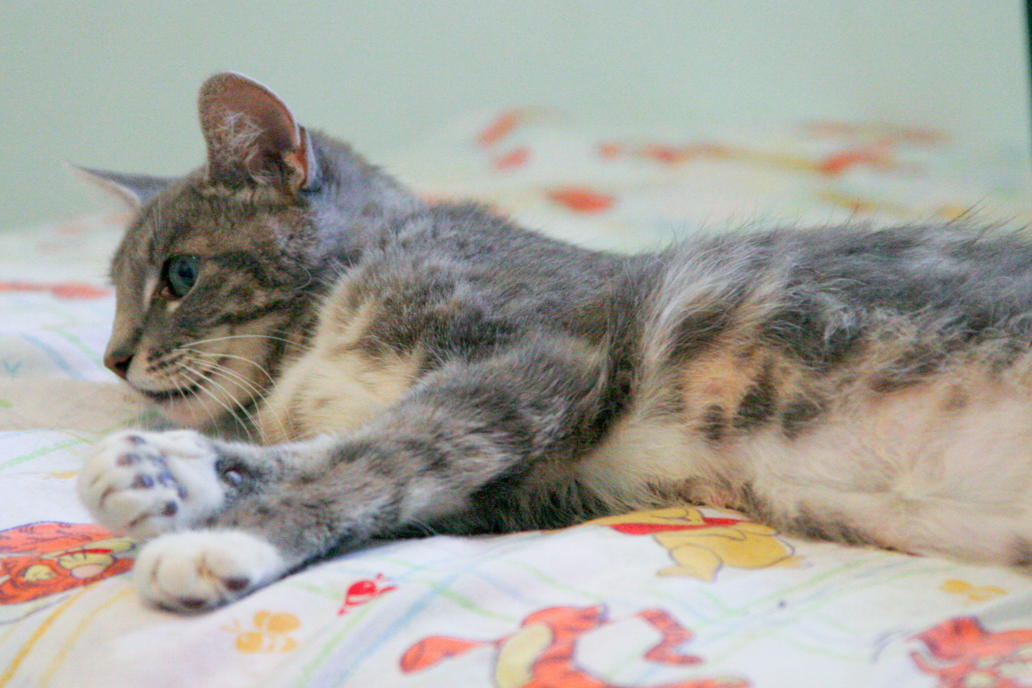 picture of Collette, a Domestic Short Hair gray classic tabby
